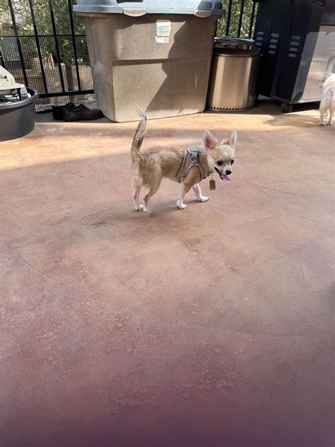 Chihuahua Puppies For Sale In Texas