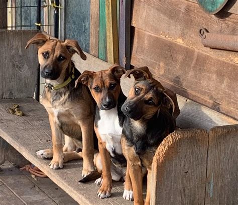 Donations needed for vetting meridian Mississippi : r/National_Pet_Adoption
