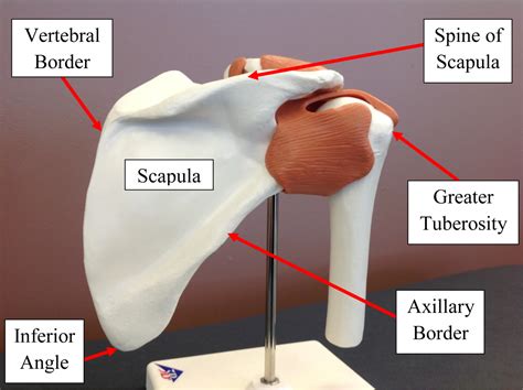 Importance of Shoulder Palpation - iOrtho+®