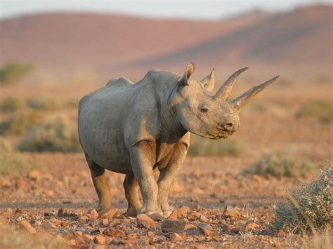 black rhino namibia