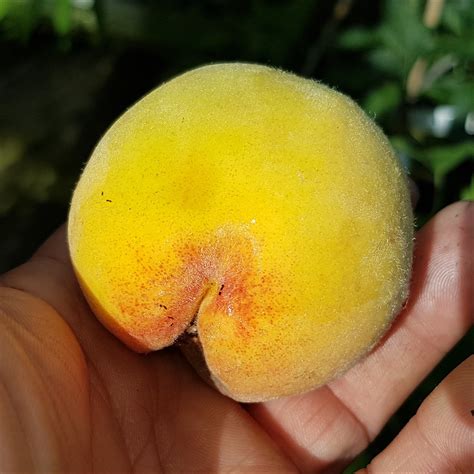 peach bonanza dwarf patio  blog  wwwgb onlinecouk
