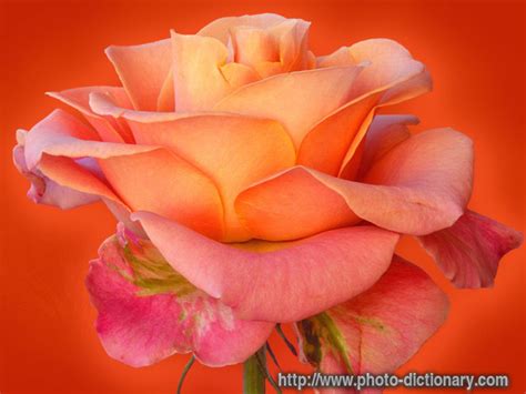 rose photopicture definition  photo dictionary rose word