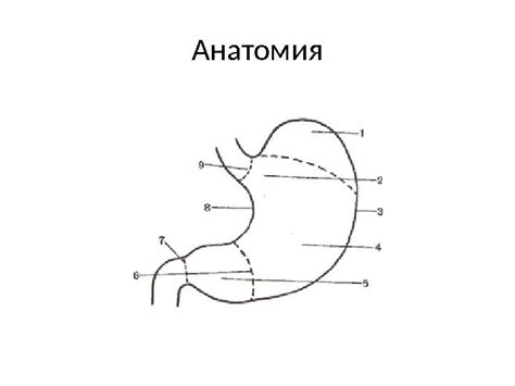Резекция желудка по способу Бильрот 1 Анатомия