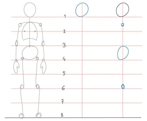 Human Anatomy Fundamentals: Basic Body Proportions | Human anatomy ...