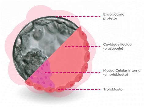 Cite As Estruturas Que Compõem O Blastocisto - Blastocisto: entenda a sua importância para a Fertilização In Vitro
