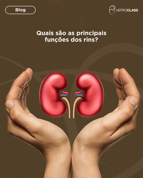 Para Que Serve Os Rins - Conheça as principais funções dos rins - NefroClass