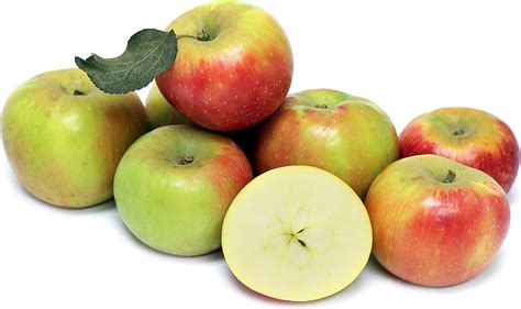 Honey Crisp Apple Information and Facts