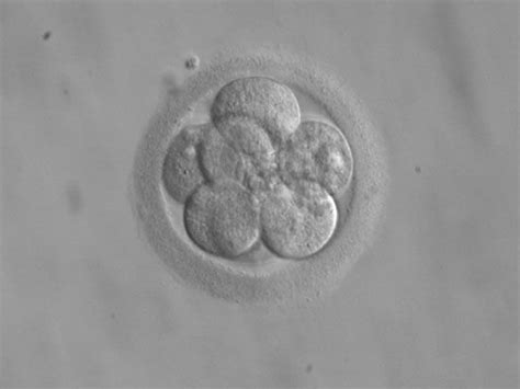 Morula | Description & Facts | Britannica