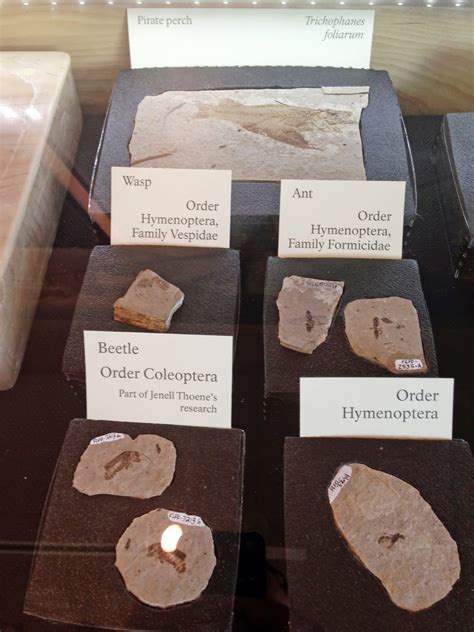 florissant fossil beds national monument