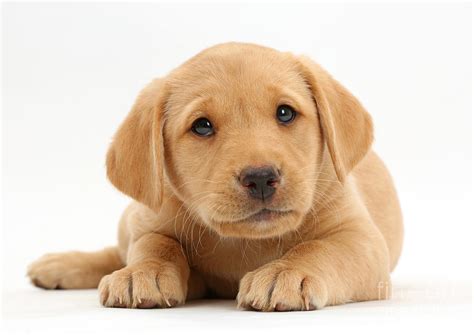 yellow labrador retriever puppy photograph  mark taylor fine art