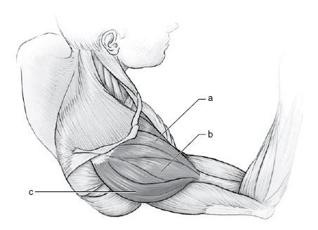 Anterior deltoid muscle • Bodybuilding Wizard