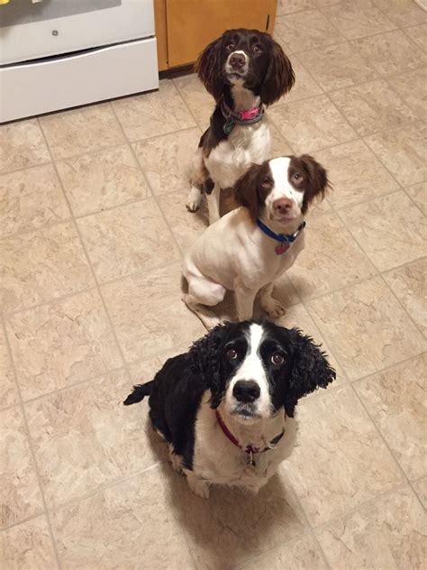 boats for sale hull truth 3