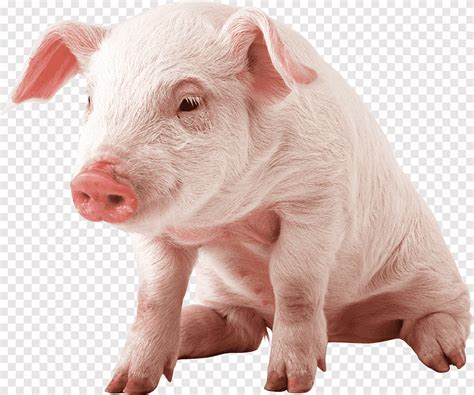 Lechón, cerdo pequeño sentado, animales, cerdos png | PNGEgg