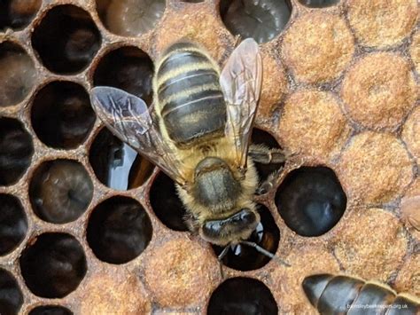 honey bee species barnsley beekeepers