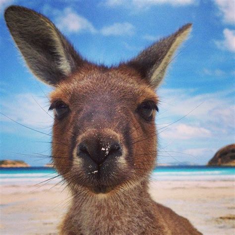 curious fellow      kangaroos    lucky bay