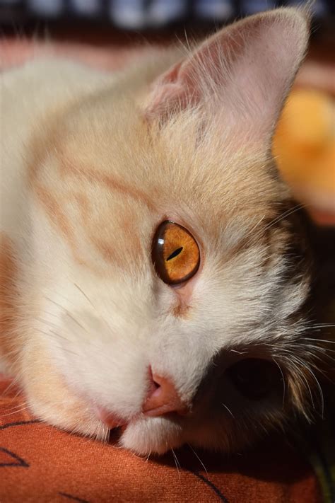 cat pet animal domestic  photo  pixabay