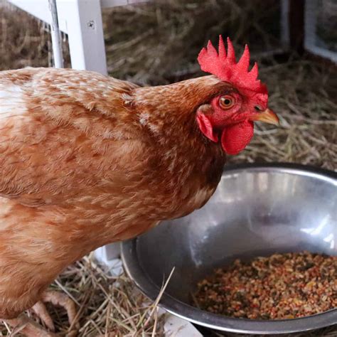 how to get rid of lice on chickens
