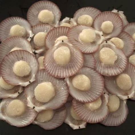 mengenal kerang simping biota  berada didasar laut indonesia