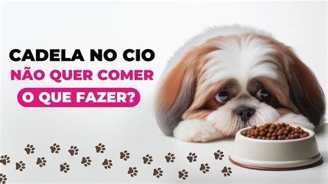 Comendo A Cadela No Cio - CADELA NO CIO NÃO QUER COMER - O QUE FAZER? | 6 Dicas para ajudar a ...