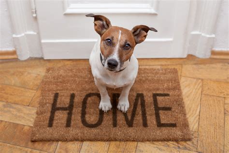 Finding Pet Friendly Rentals Just Got Easier - Landlord Blog