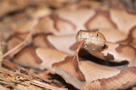 A Copperhead Snake Bit a 4-Year-Old Boy — Best Life