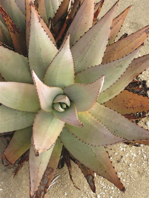 Plants That Thrive in the Namib Desert