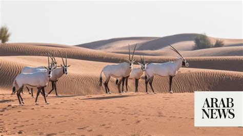 How sustainable tourism can help preserve Saudi Arabia’s iconic desert ...