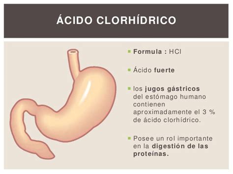 Ácido Clorídrico No Estomago - Importancia del ácido clorhídrico en nuestro cuerpo - Quimica | Quimica ...