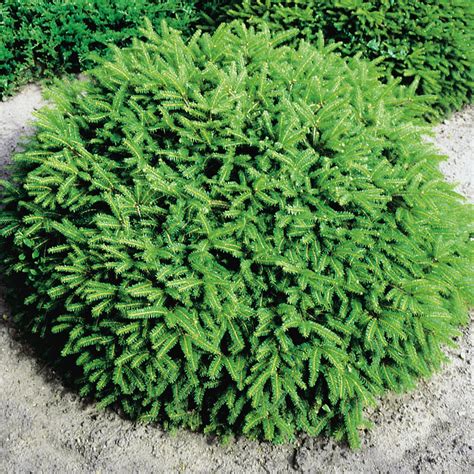 Ель обыкновенная Нидиформис/Picea abies Nidiformis