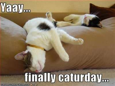 Happy Saturday! | Caturday funny, Caturday, Cat talk