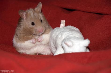 totonika hamster adventures  cutest hamster