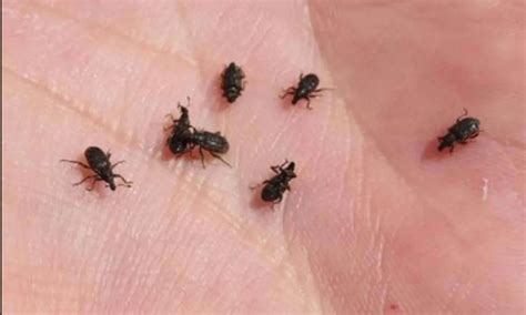 Evil Weevil? - TurfSolv® USA