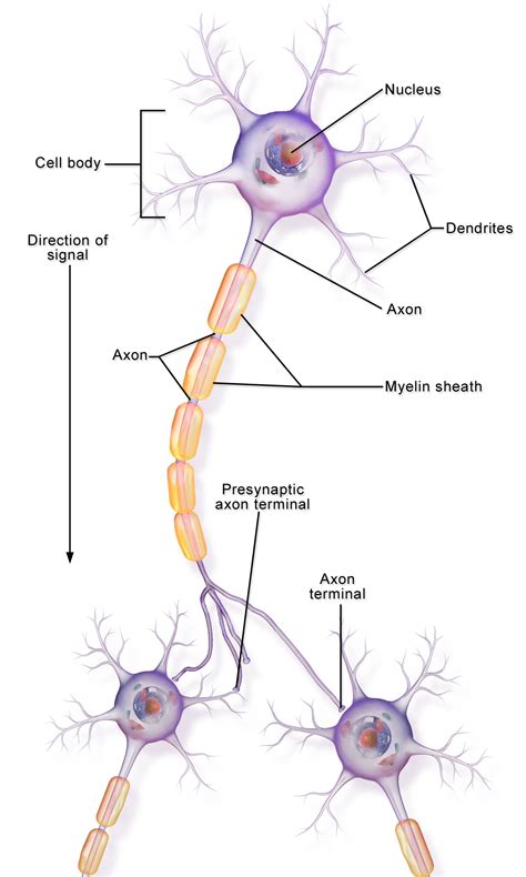 neuronal communication medicine libretexts