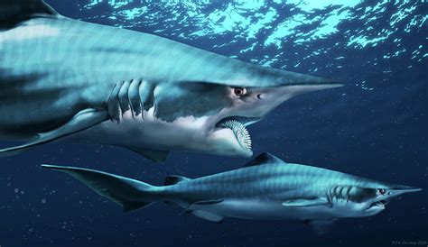 Helicoprion Prehistoric Shark Photograph by Jaime Chirinos - Fine Art ...