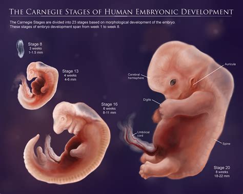 Human Embryo Development Stages