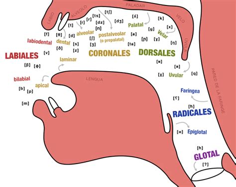 Cómo perfeccionar la pronunciación de los sonidos consonantes en inglés ...