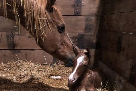 health matters foal heat quarter horse news