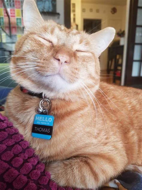 alley cat images  pholder cats aww  pics