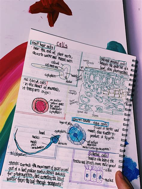 biology specialised cells | Biology notes, Science cells, Biology