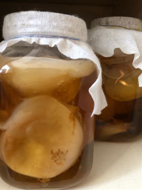 Scoby (kombucha mushroom) - OLIO