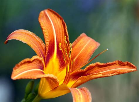Lily Blossom Bloom - Free photo on Pixabay - Pixabay