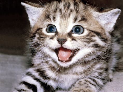 ANIMAL WORLD TokTil: Animal World - All about CAT around the world