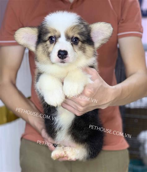 cho corgi long dai tricolor ma cg tai shop pethouse
