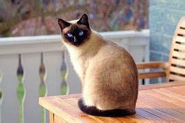 thai cat siamese breed  photo  pixabay