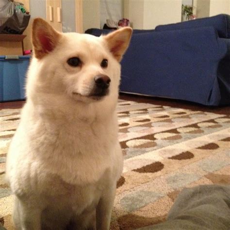 Yuki at attention | Animals, Yuki, Dogs
