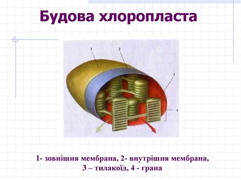 Вступ до курсу медичної біології. Біологія клітини - презентация онлайн