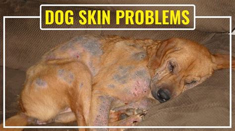 complete guide  solutions  common dog skin problems petmoo