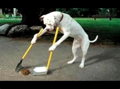 laugh super hard   funny animals fails ultimate funny animal
