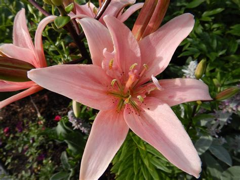 how to get candy blossom in grow a garden 7