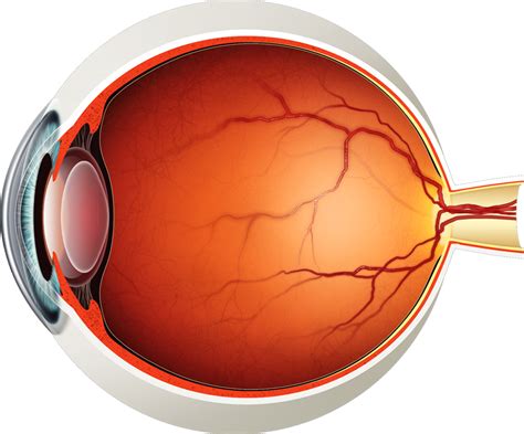 Diagram Of The Human Eye Without Labels